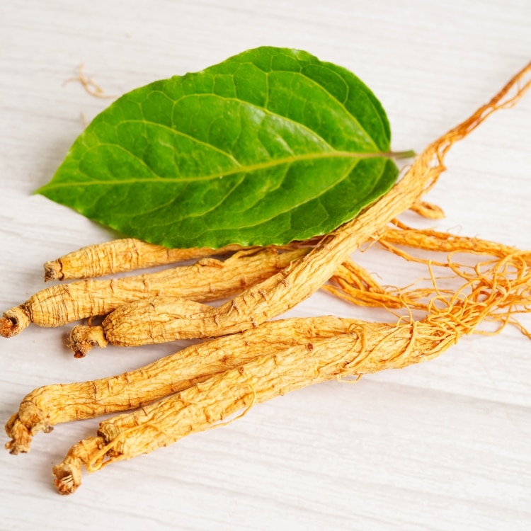 Ginseng Root Panax
